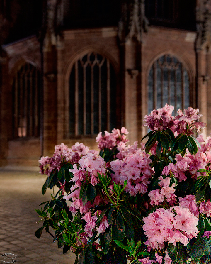 Blumen im Vordergrund mit der Lorenzkirche im Hintergrund