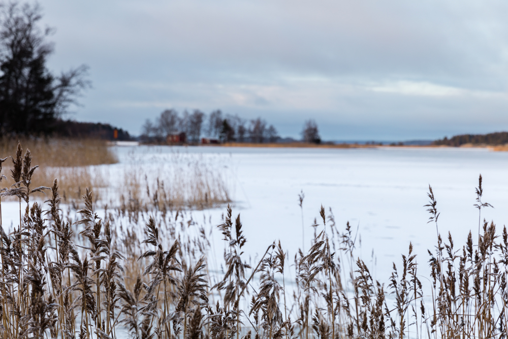 Blick über eine Eisfläche hinter Schilf