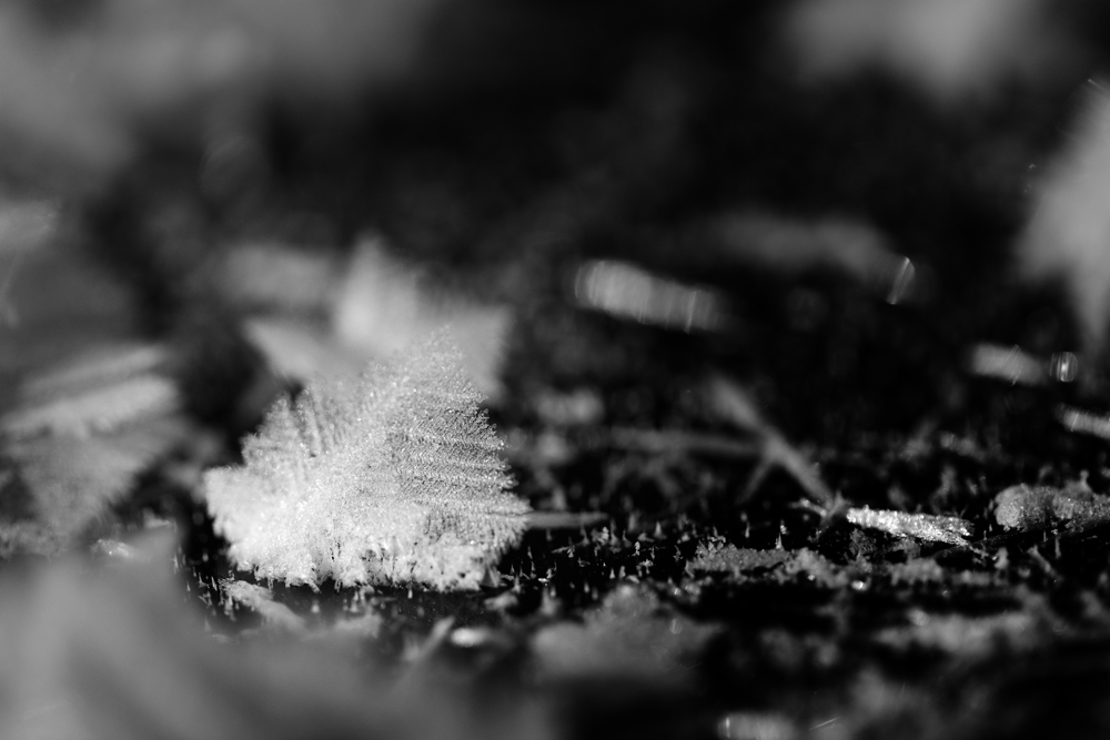 Eisblumen auf dem Eurajoki