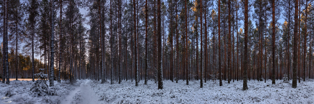 Winterliches Waldpanorama