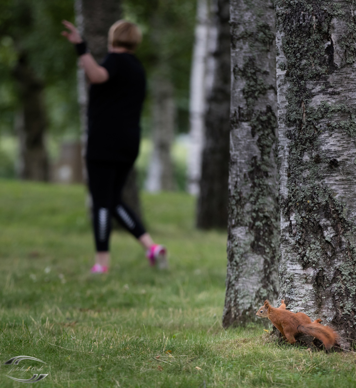 Ein Eichhörnchen beobachtet eine Frau, die ein Workout macht
