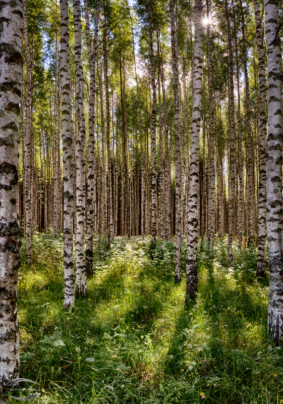 Blick in einem Birkenwald