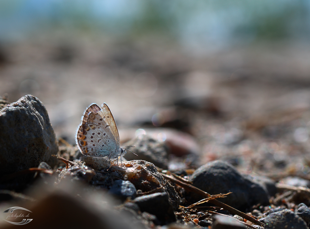 Ein Schmetterling am Boden