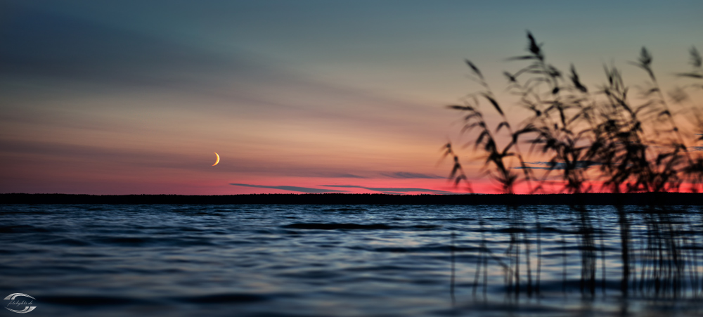 Blick über eine Wasserfläche mit Schilf am rechten Bildrand und dem Halbmond über dem Horizont links