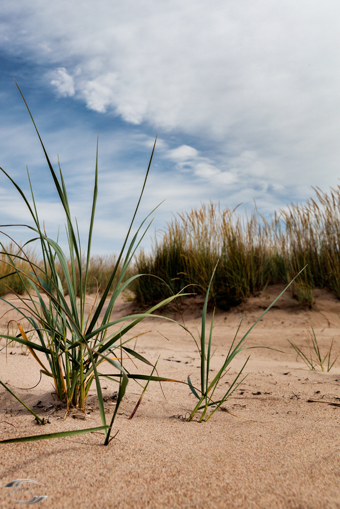 Dünengras im Sand