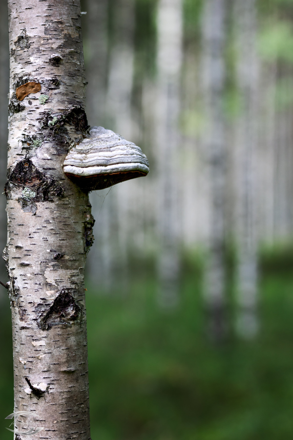 Blick in einem Birkenwald