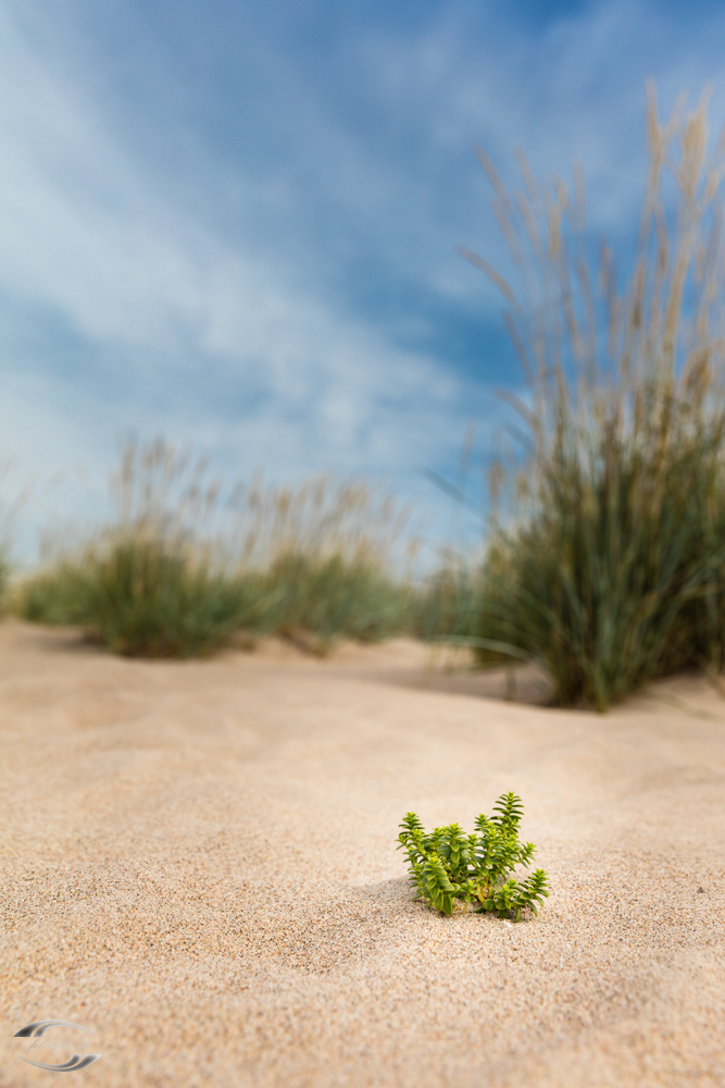 Dünengras im Sand