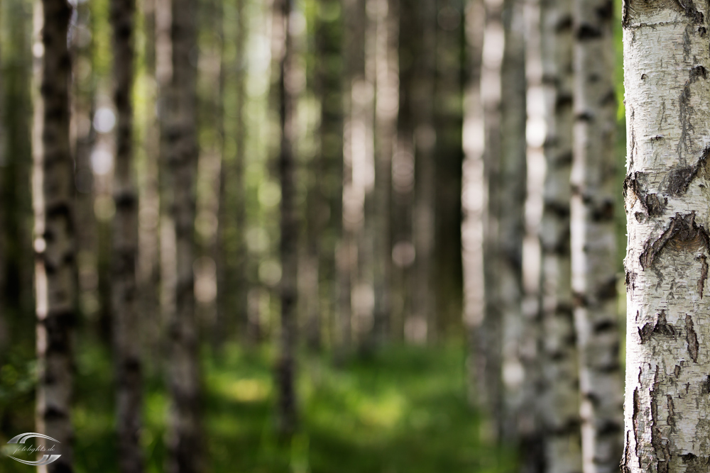 Blick in einem Birkenwald