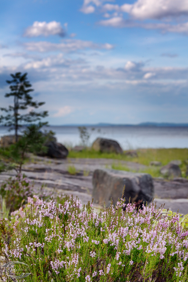 Blick über eine See mit Blumen im Vordergrund