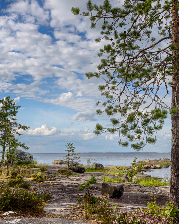 Blick über eine See mit einem Baum am rechten Rand