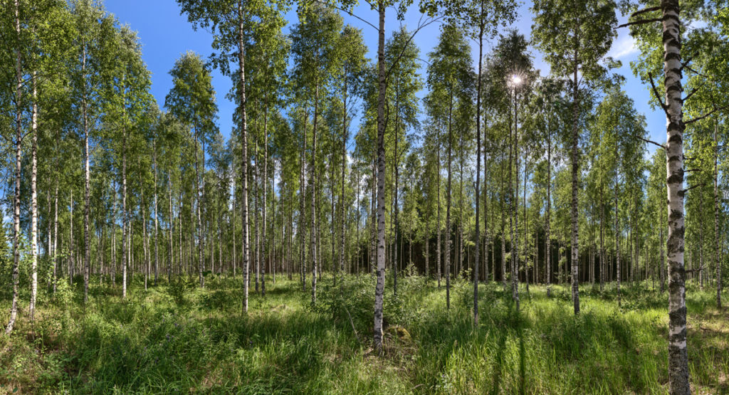 Nationalpark Isosuo und Purijärvi