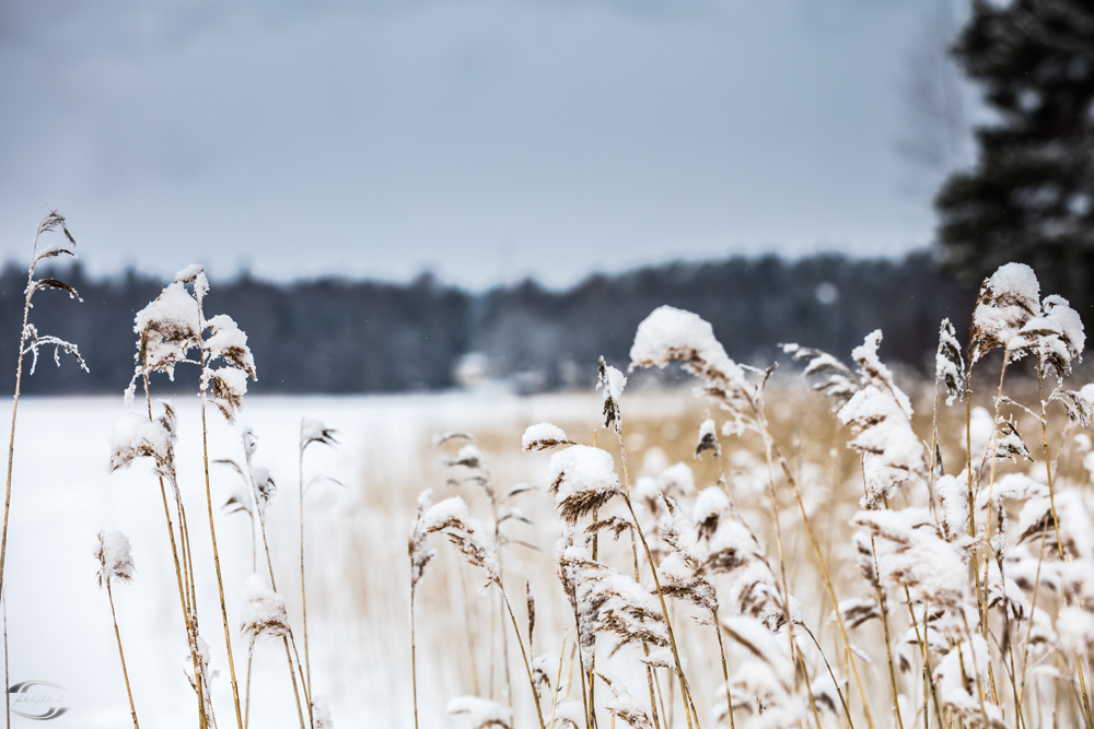 Blick über einen verschneiten See vom Ufer aus