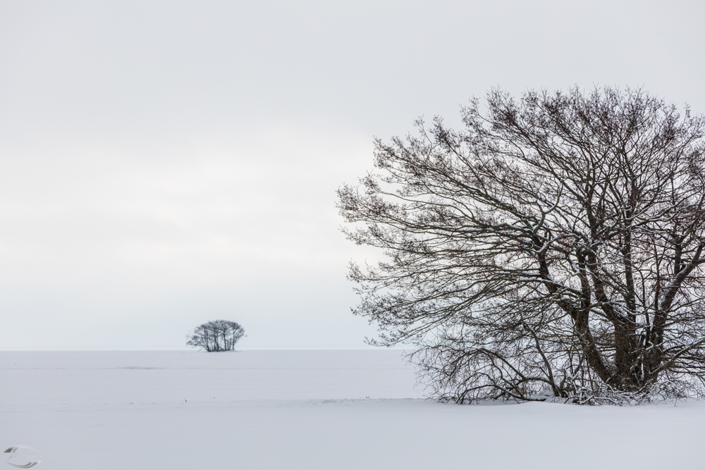 Zwei Bäume auf einer schneebedeckten Fläche