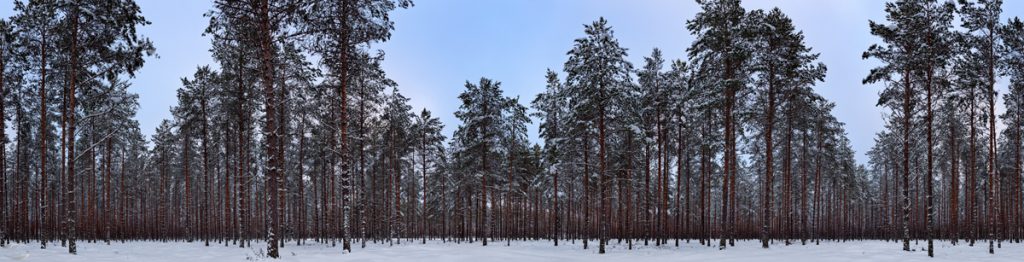 Bild im Inneren eines Waldes mit Baumstämmen und schnebecktem Boden