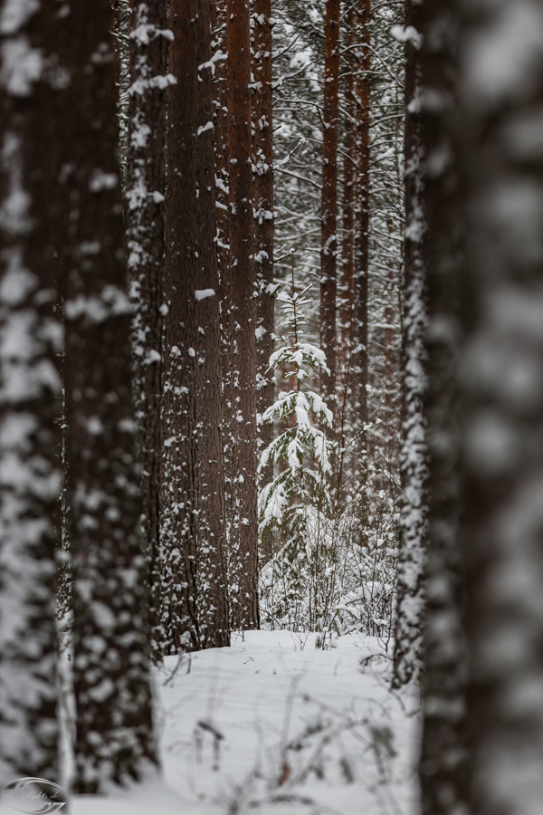Bild im Inneren eines Waldes mit Baumstämmen und schnebecktem Boden