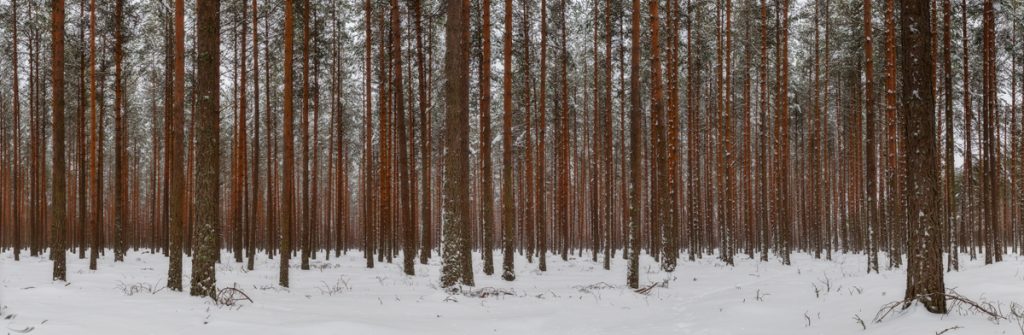 Bild im Inneren eines Waldes mit Baumstämmen und schnebecktem Boden