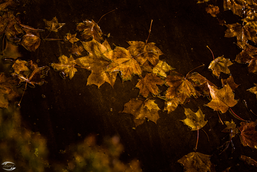 Herbstlaub in einer Pfütze bei Nacht