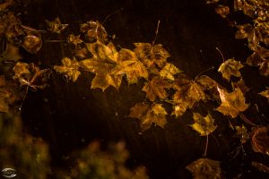 Bild von goldenem Herbstlaub in einer Pfütze