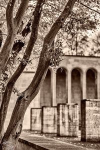 Bild eines Baumes vor der Ehrenhalle in Nürnberg