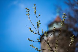 Palmkätzchen vor dem Sinnwellturm der Nürnberger Kaiserburg