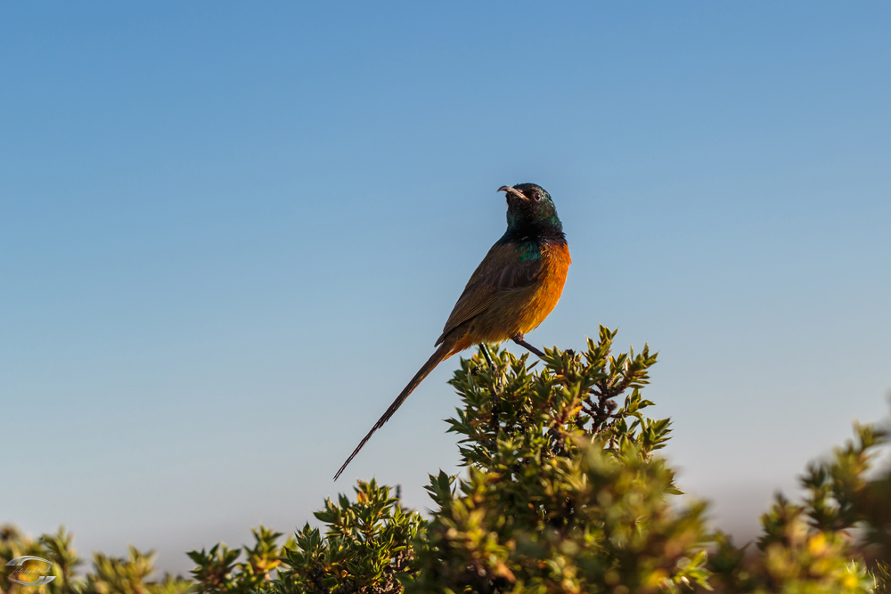 Vogel auf dem Tafelberg