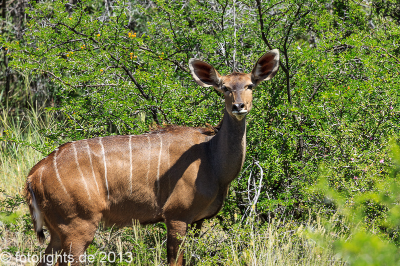 Karoo Nationalpark