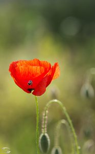 Bild einer Kornblume