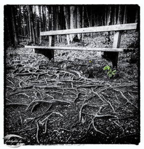 Bild einer Holzbank und Baumwurzeln im Boden in Schwarz-Weiß