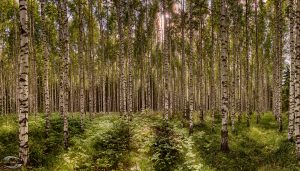 Blick in einem Birkenwald