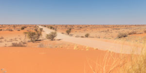 Bild der Kalahari