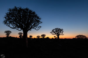 Sonnenaufgang im Köcherbaumwald
