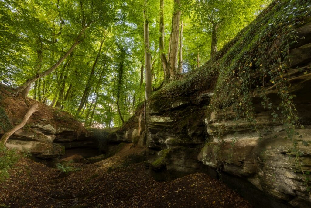 Bild einer Schlucht im Wald